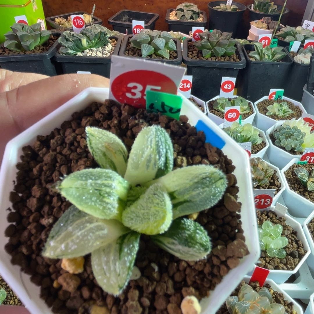 雪姬锦多肉拉丝锦