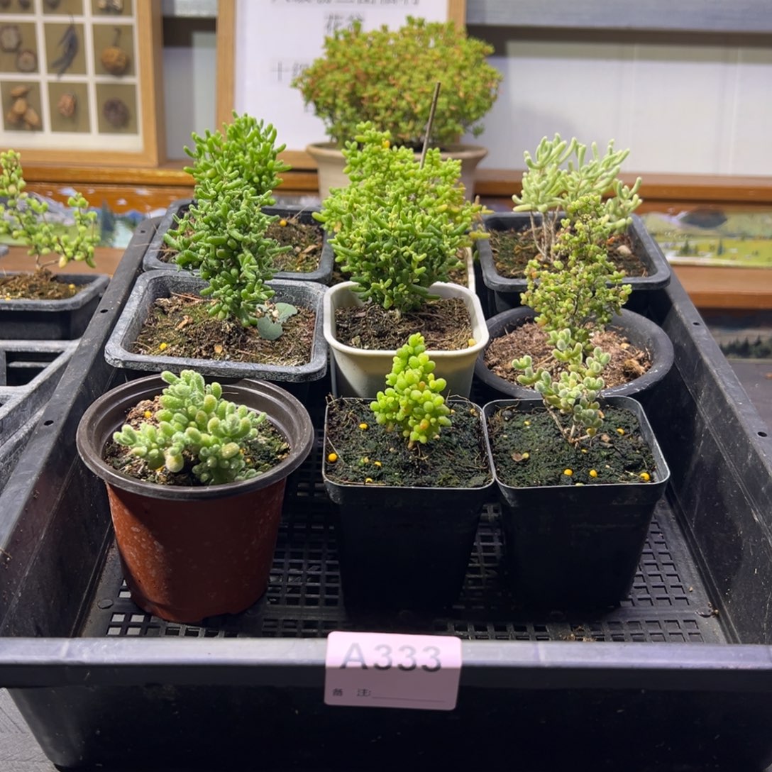 枝干番杏多肉植物333安