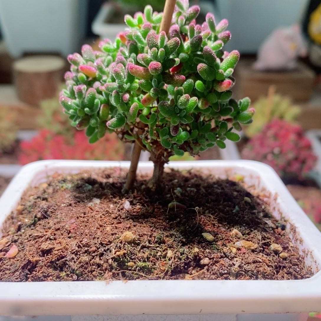 蜜橘带盆土发货一物一拍