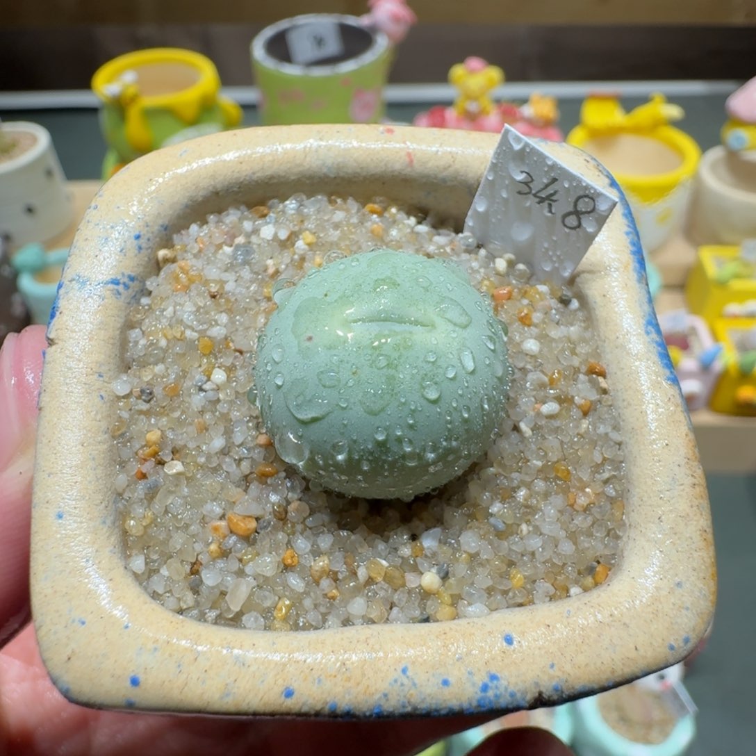 红陶蘑菇481鸽子蛋