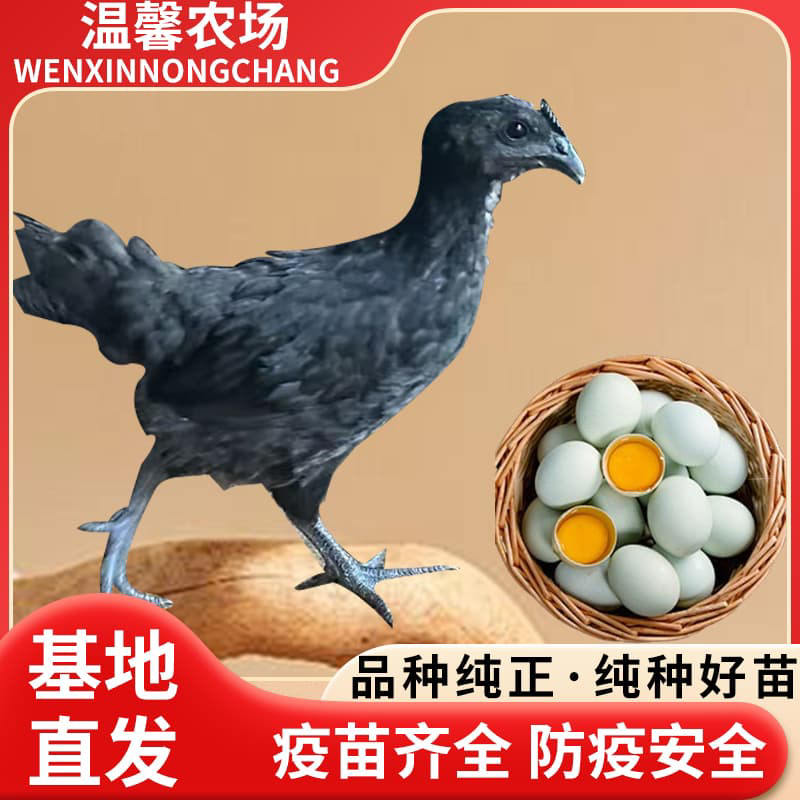 （11只）纯种五黑一绿鸡，林间散养半斤左右发货，顺丰包邮