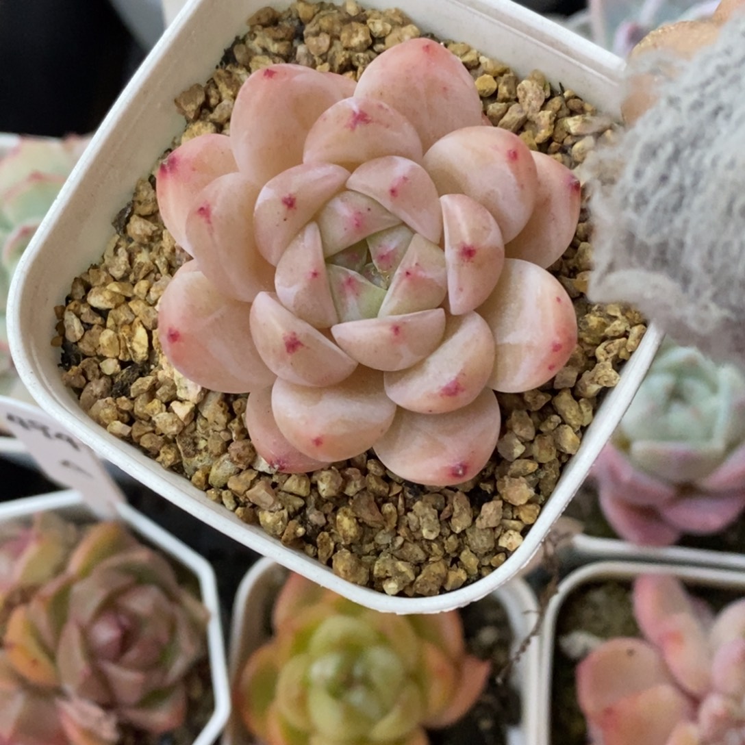 精品多肉一物一拍不包整221