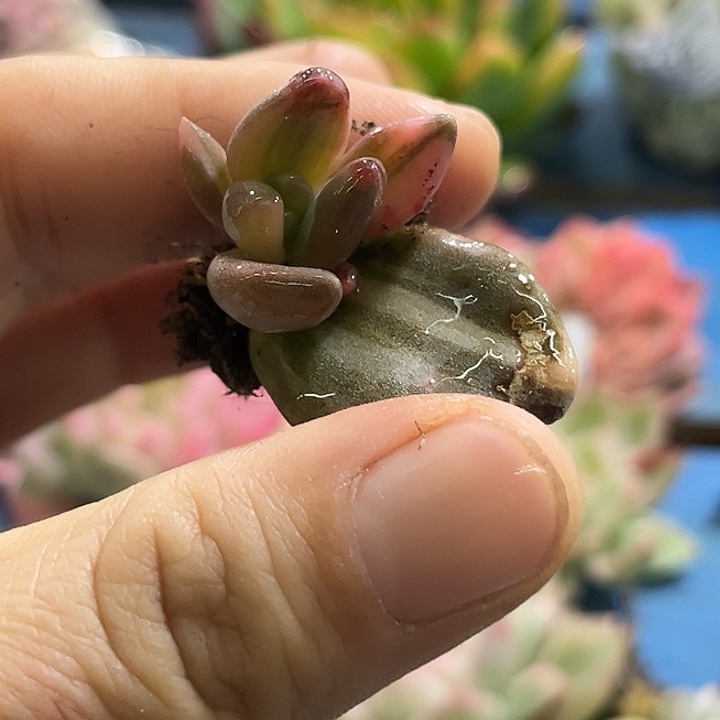 271紫丽殿锦叶插锦炸