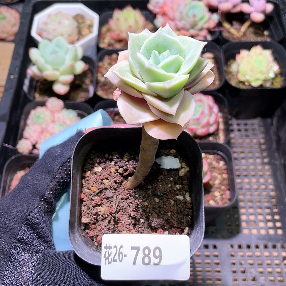 花利美26-789可爱玫瑰