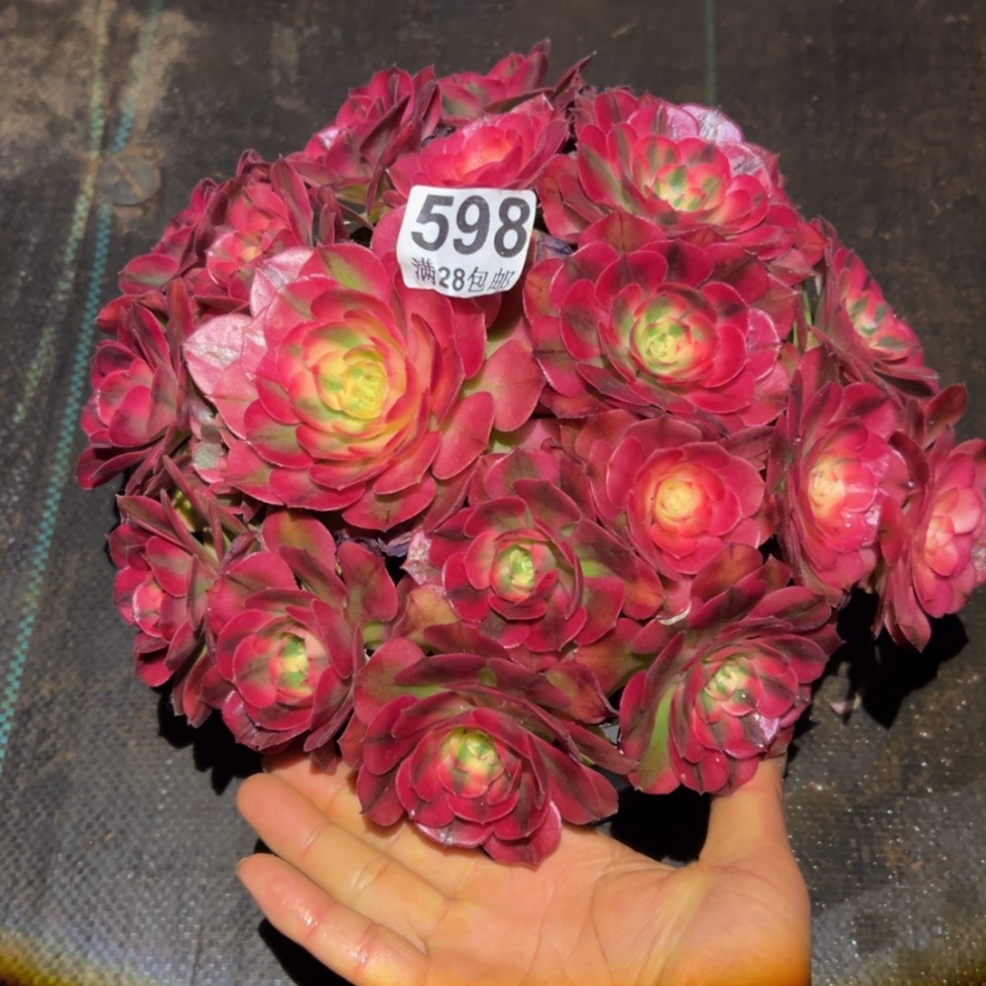 艳***。多肉植物598多肉植物