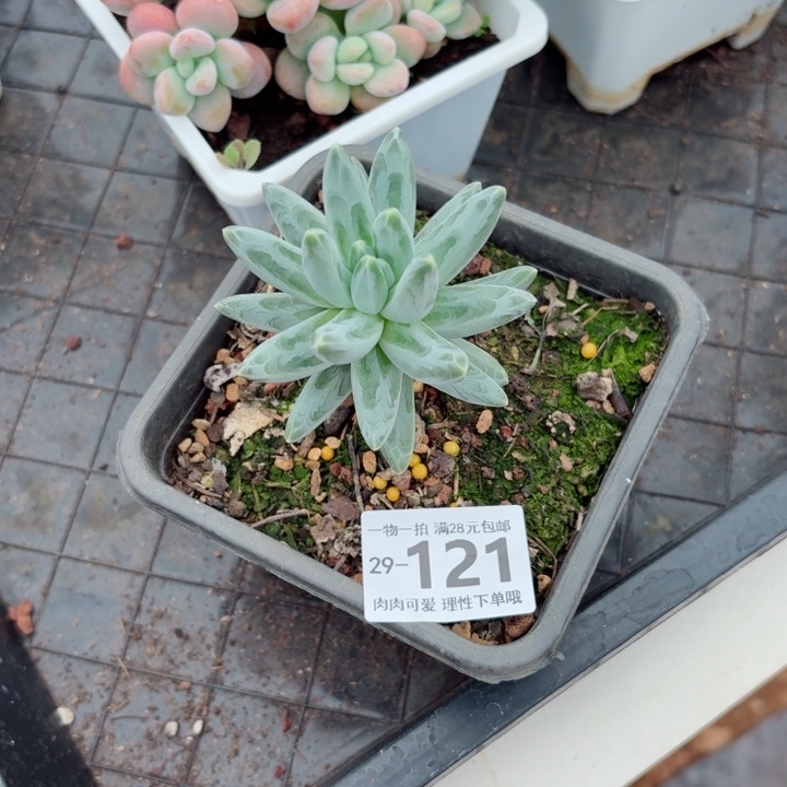 乌拉克拉多肉多肉植物多肉