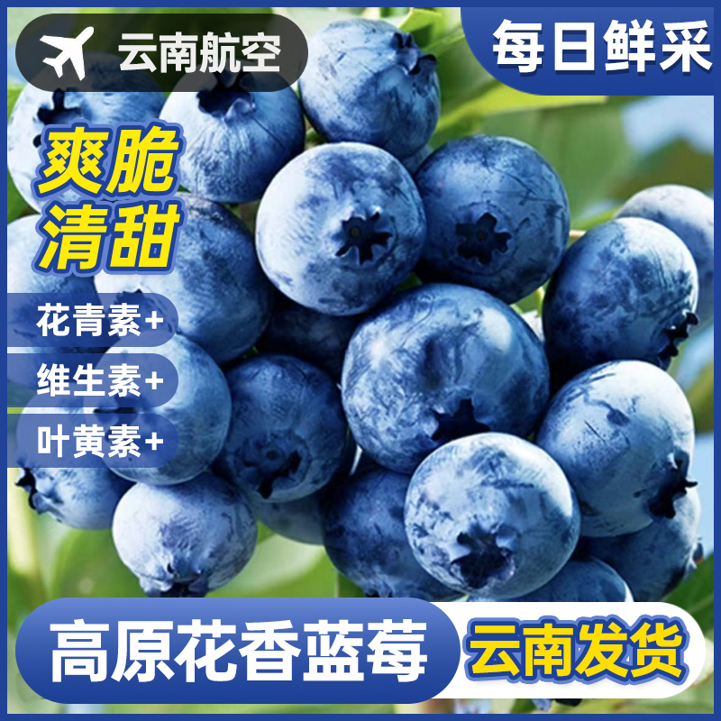 【云南发货】云南高原花香蓝莓鲜果花青素丰富新鲜叶黄素明目护眼