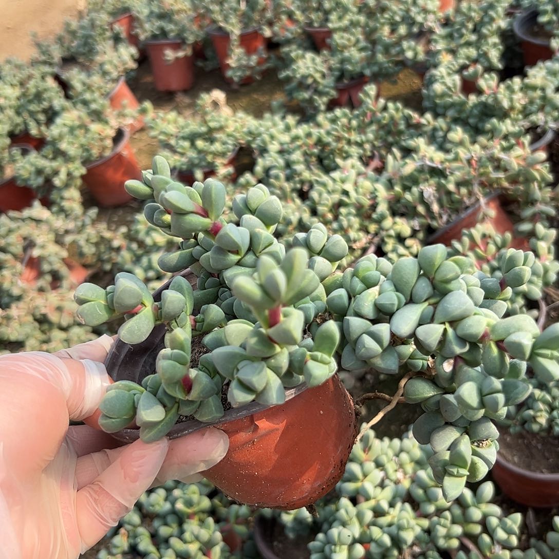 多肉植物鹿角海棠