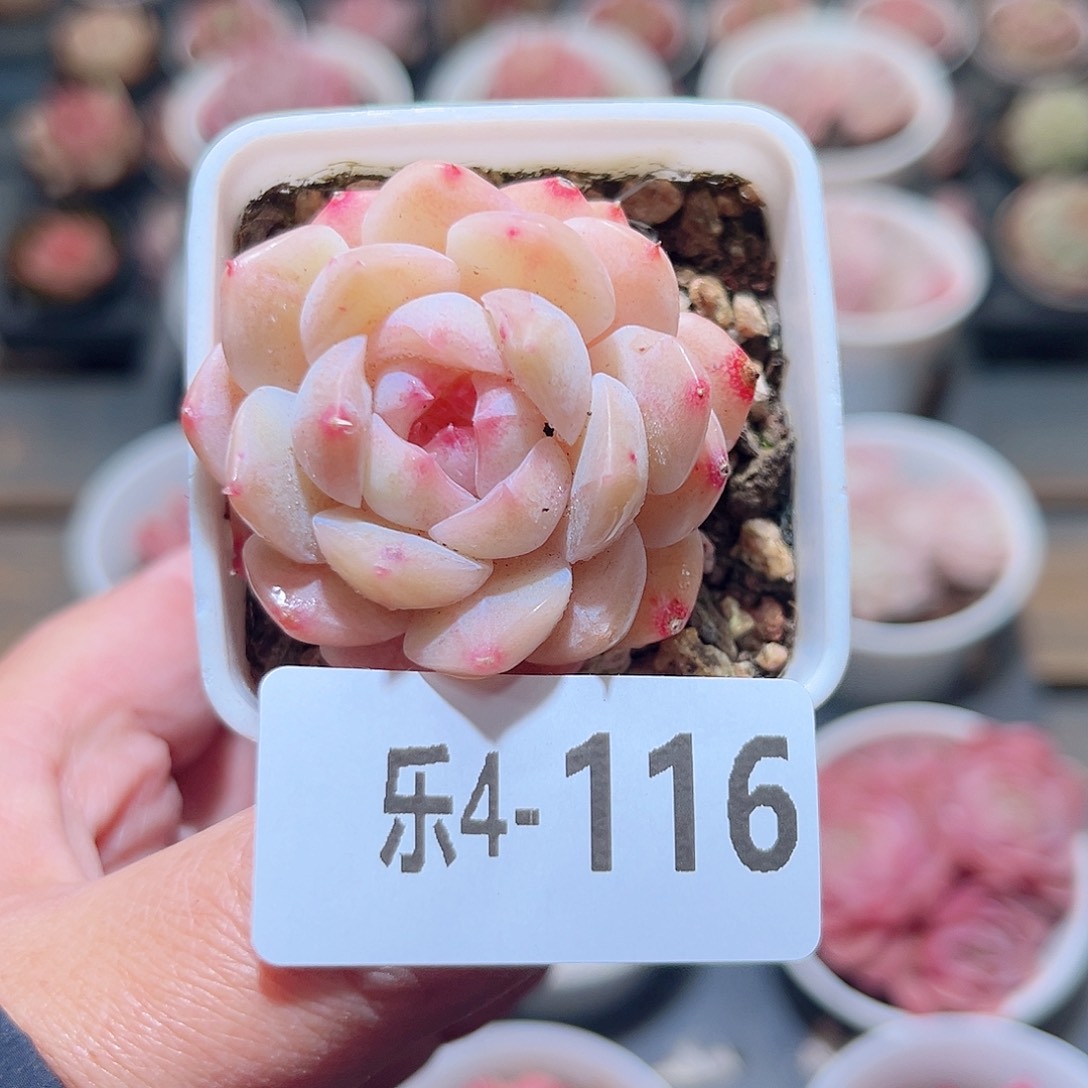 乐4-116 明月心单头