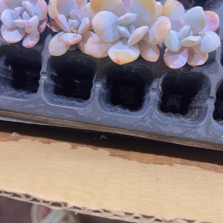 雪莲精品多肉植物大战僵尸