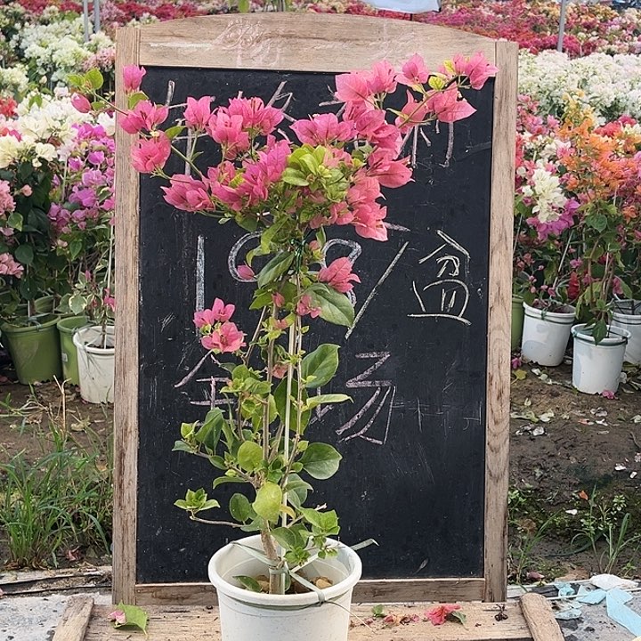 完全开放三角梅米罗