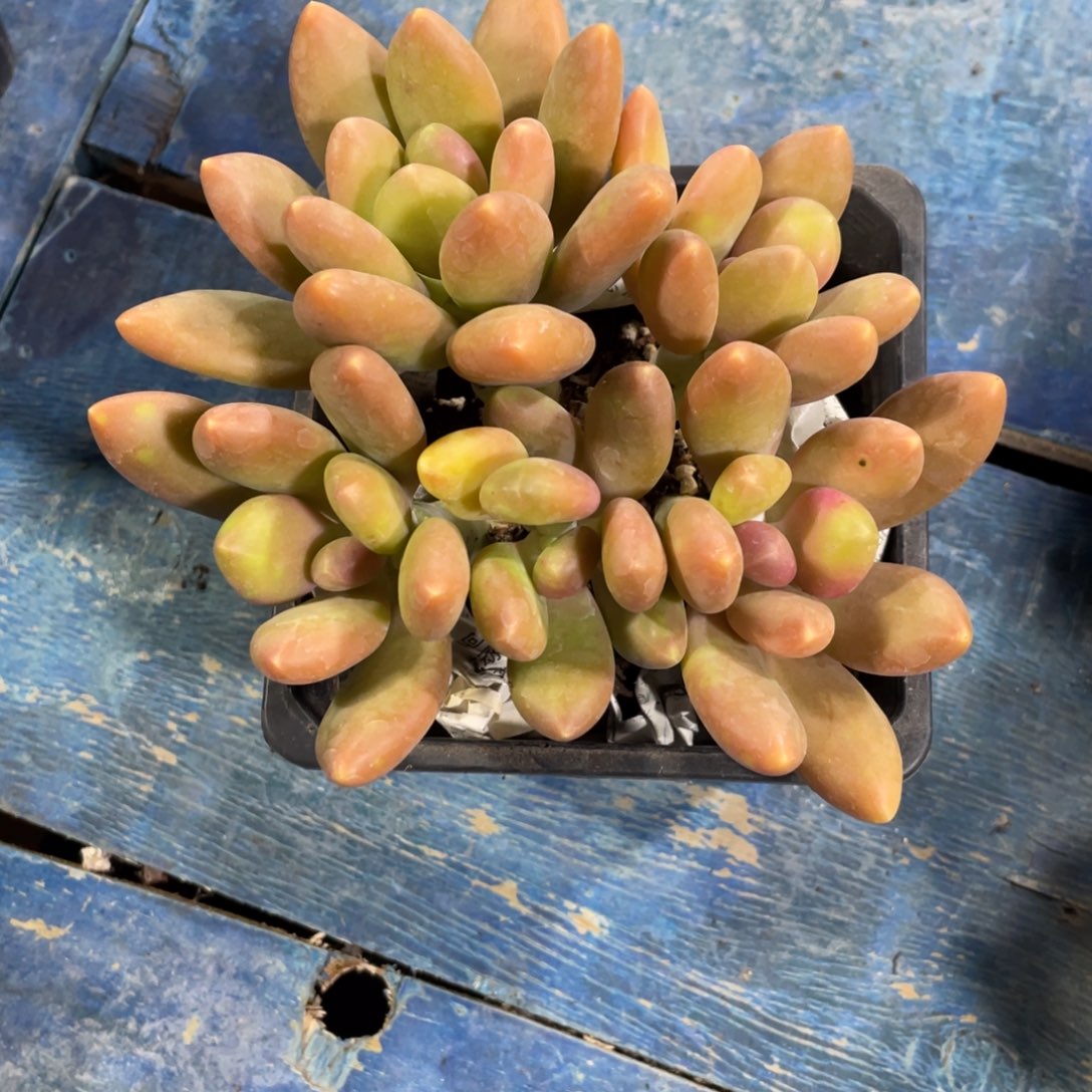 芒果奶一物一拍中通快递