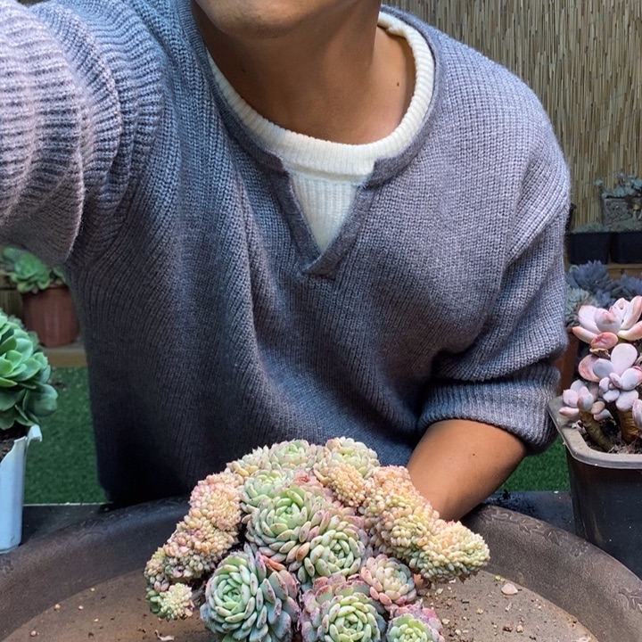 怡***宝265 号白胖子多肉植物