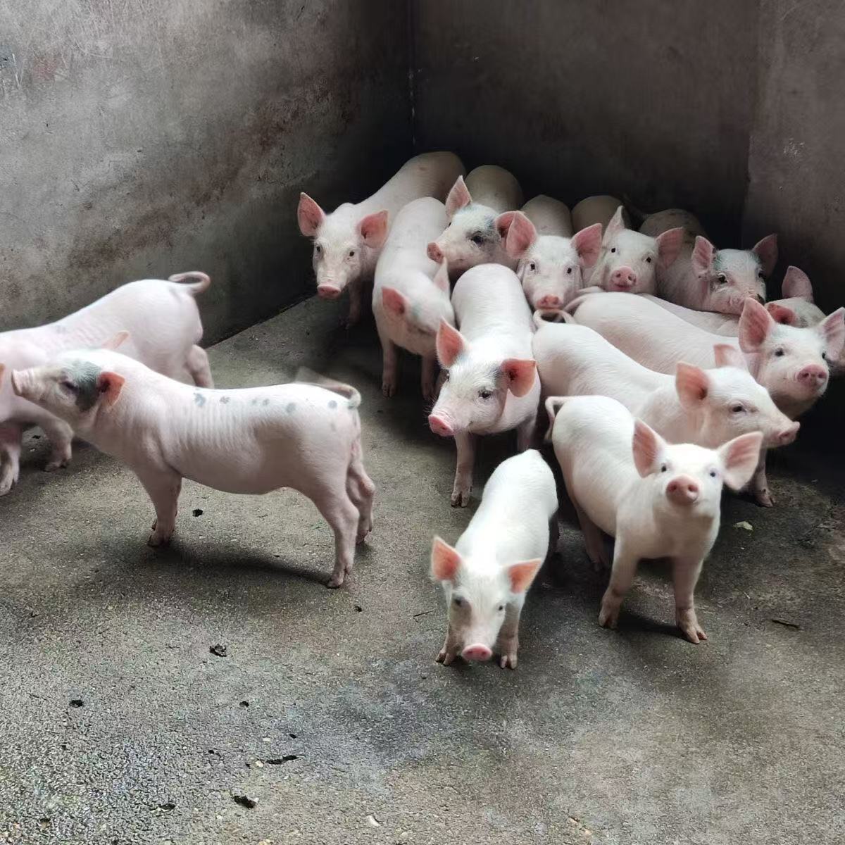 【飞机排】正宗农家粮食土猪排骨一年半土猪排骨京东冷链速冻发货