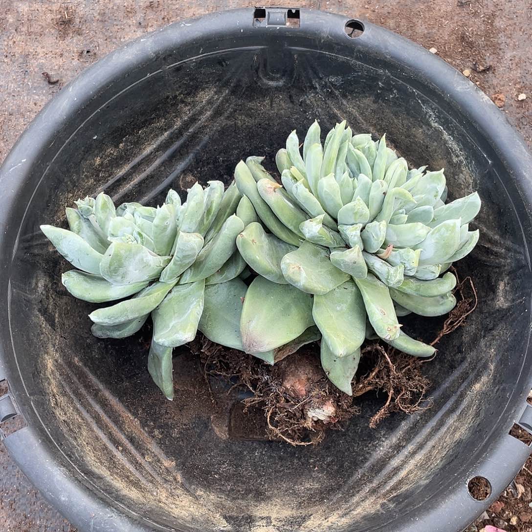 我****p仙女杯多头老桩群生