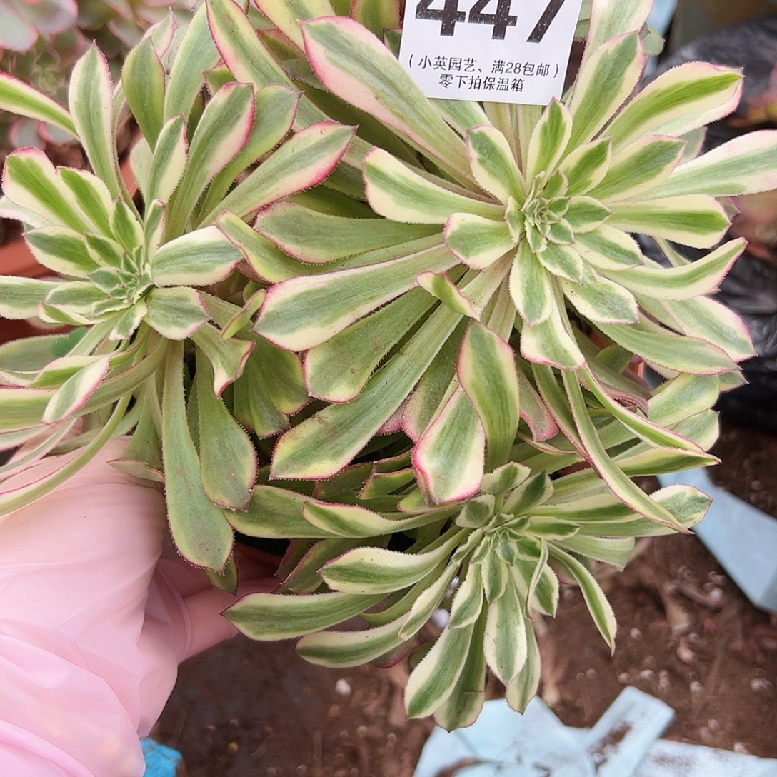 仙墨447多肉植物多肉植物