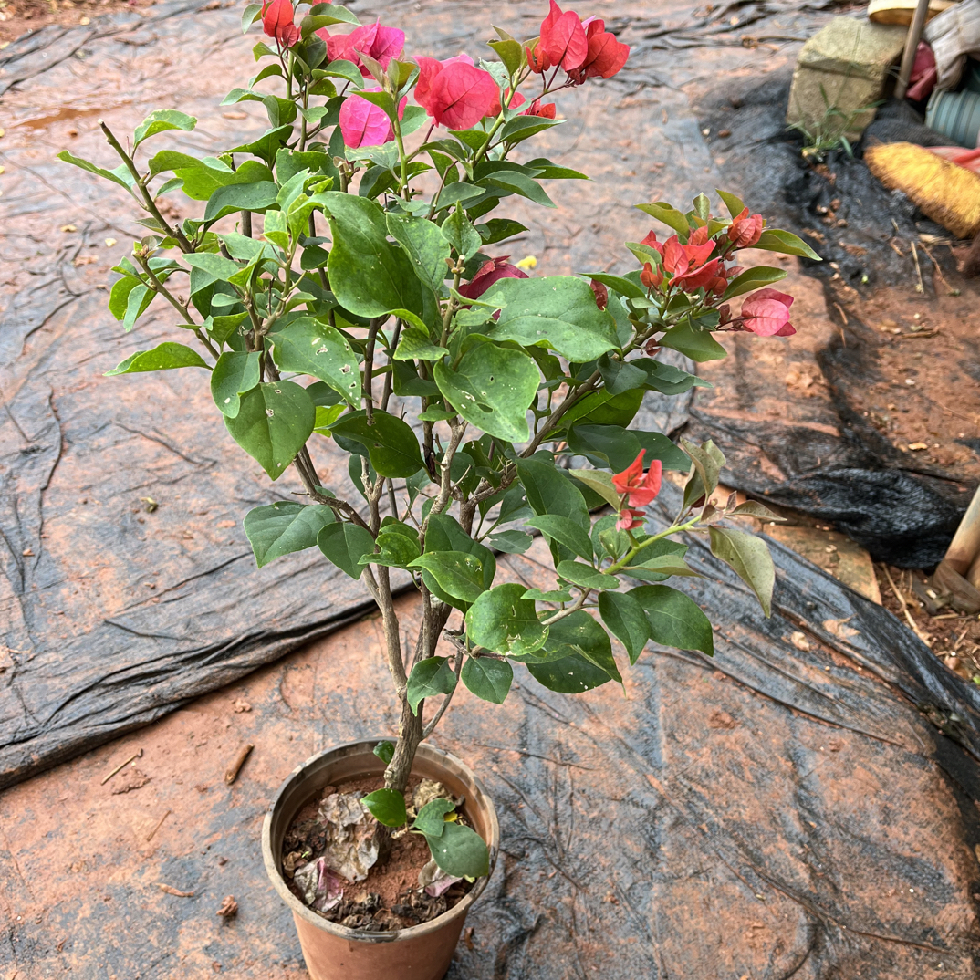 同安红三角梅盆栽（运输途中掉花落叶不售后介意勿拍）