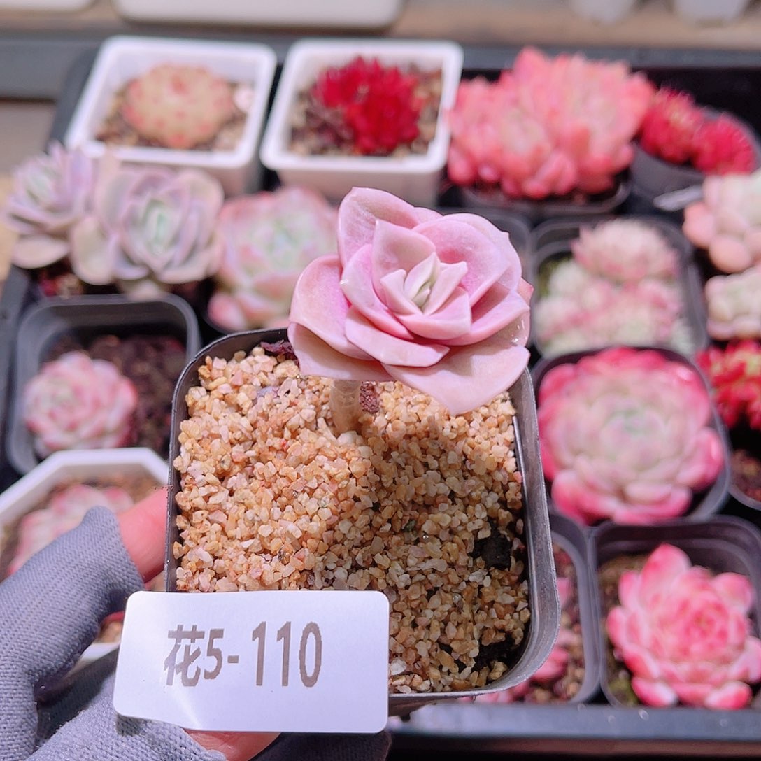 花05-110可爱玫瑰