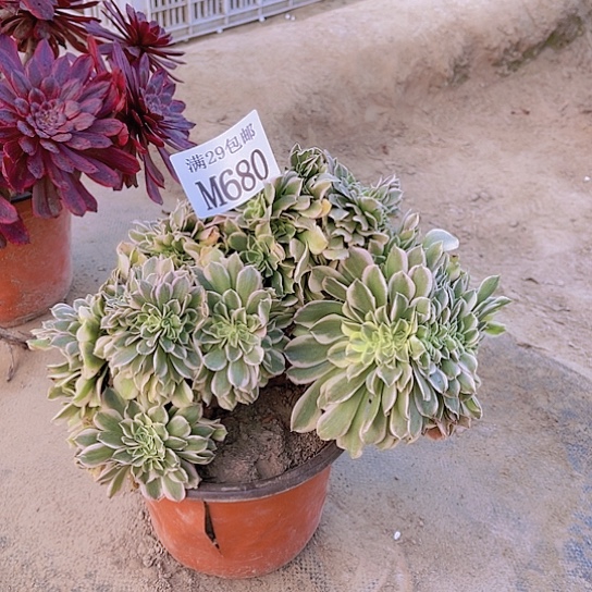 688绿豆沙坠多肉植物