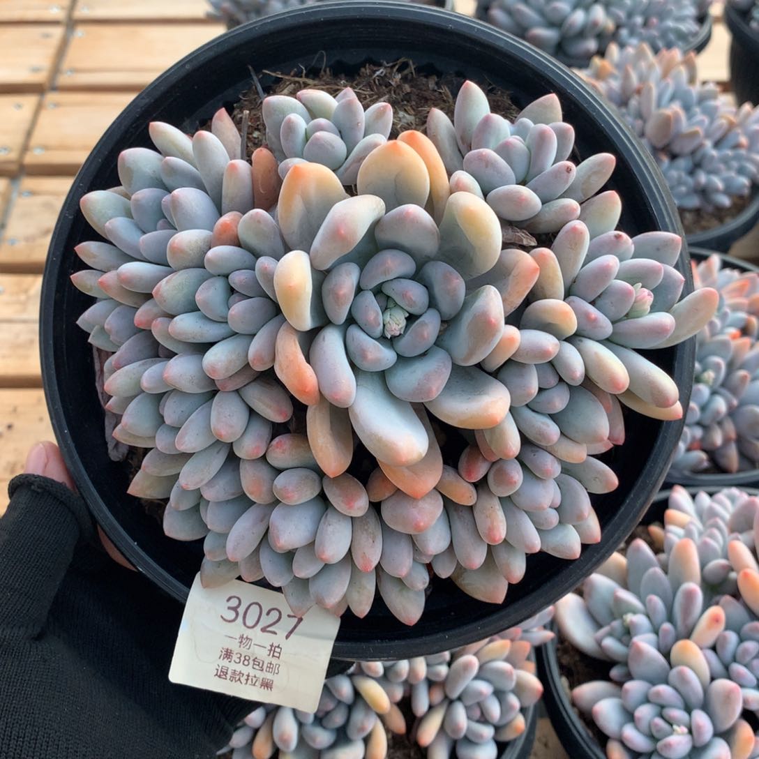 15.5厘米13头香水手捧多肉3927