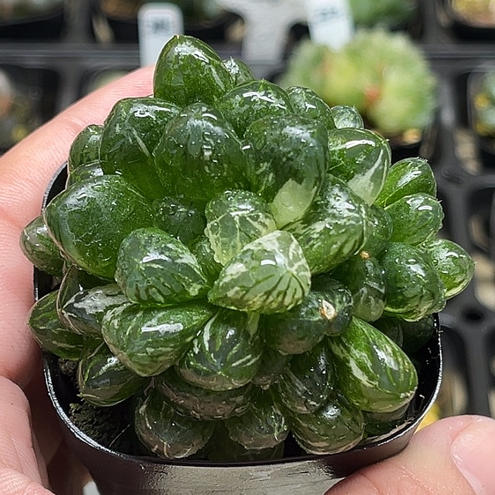 239群生塑料皮玉露锦