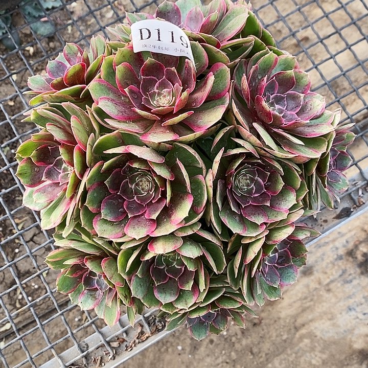 1192夜宴多肉植物