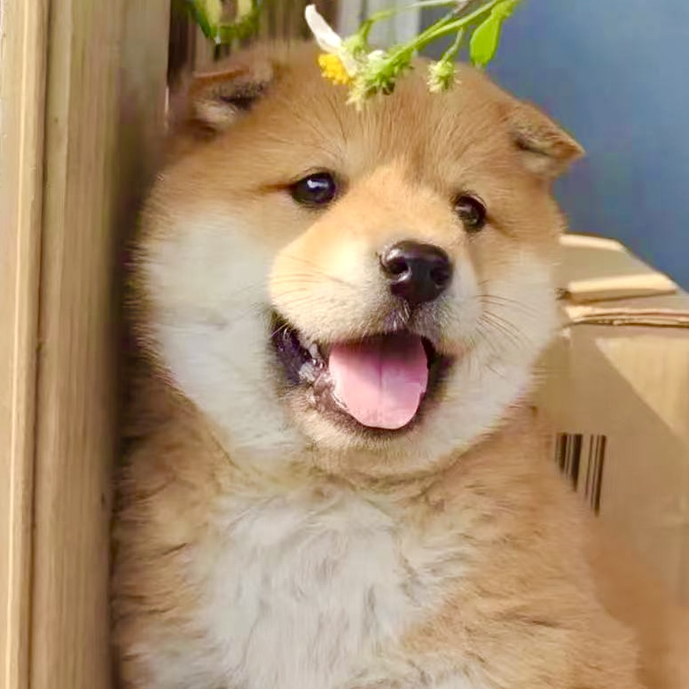 广西幸运土猎犬活体