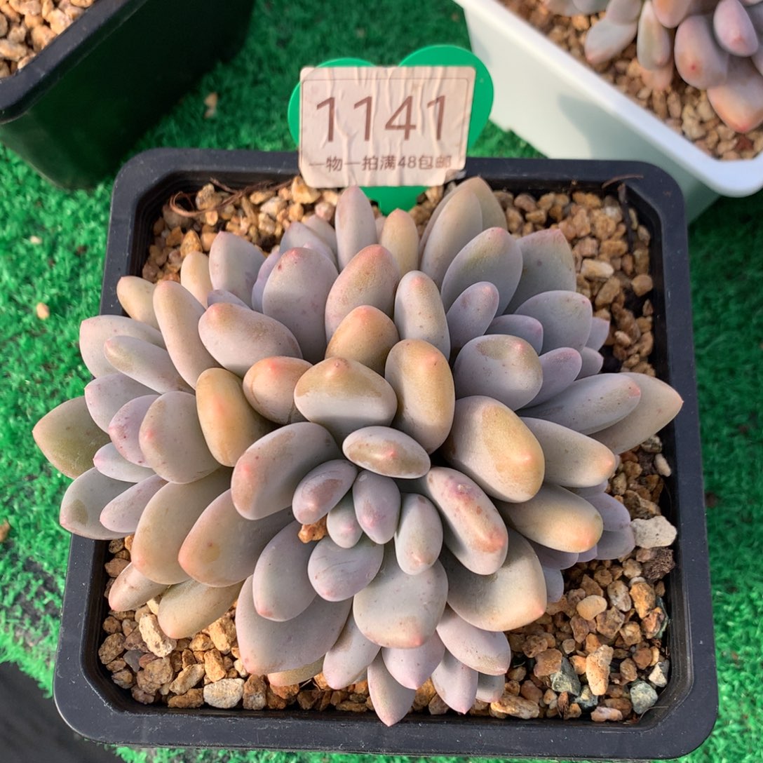 阳***夏三明治美人无砍平头1141