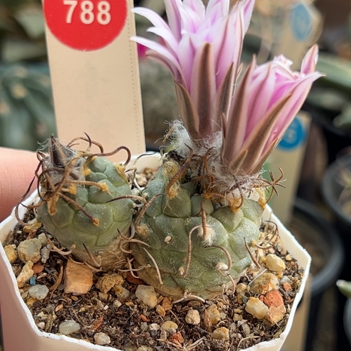 实生双头长刺乌丸娇丽4.8cm