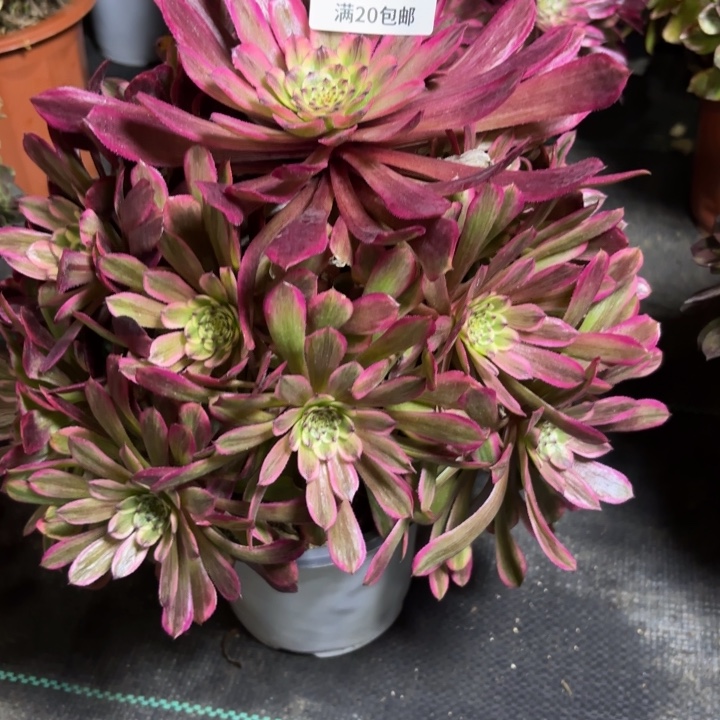 瑞妈一物一拍 657