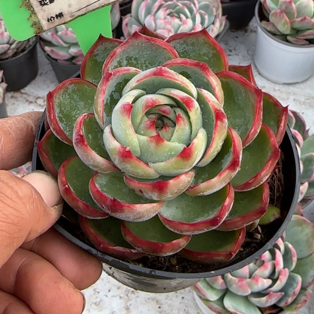 小***镖玫瑰惊鸿一物一拍包装收缩花旱974