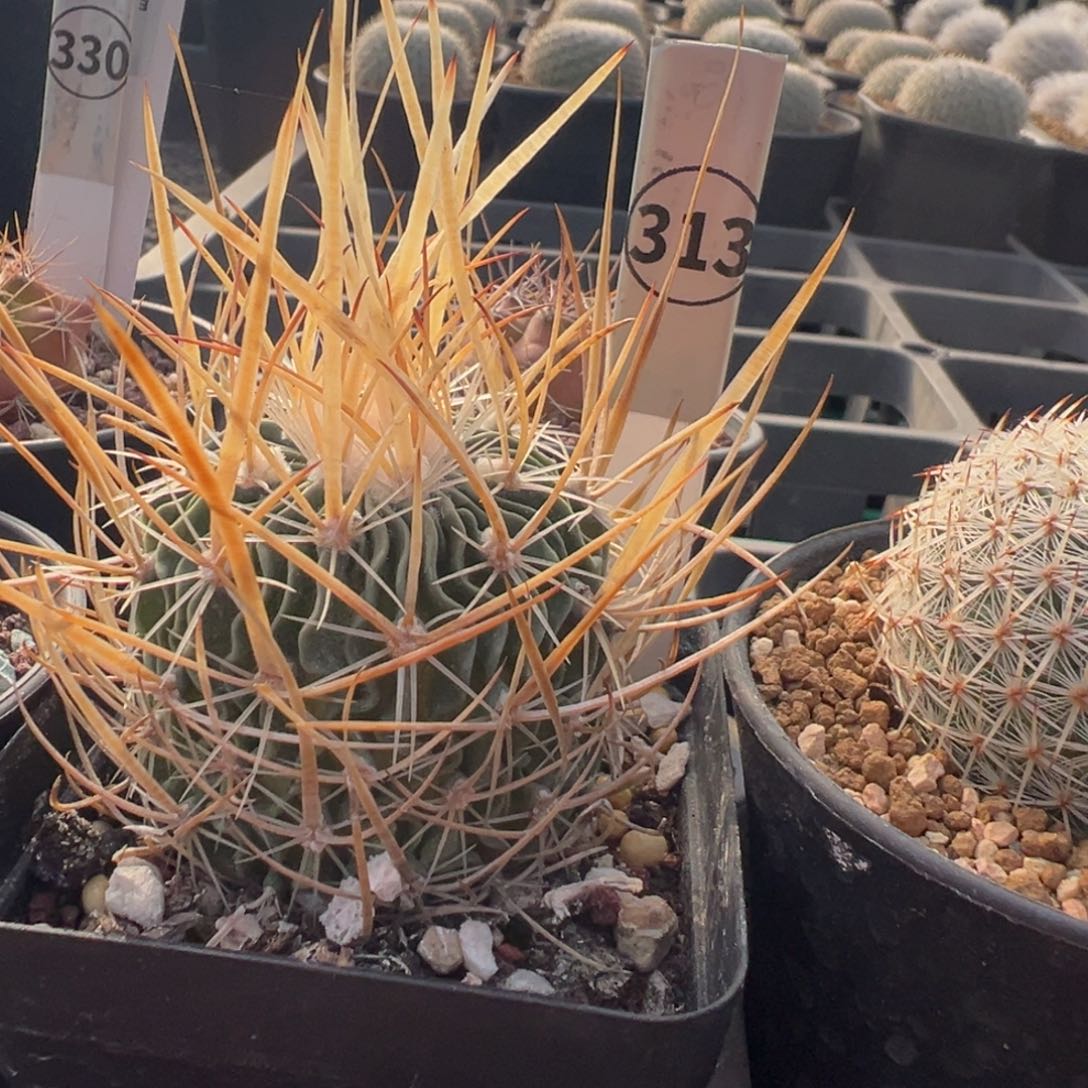 313实生根喷刺多棱玉多肉植物带盆土