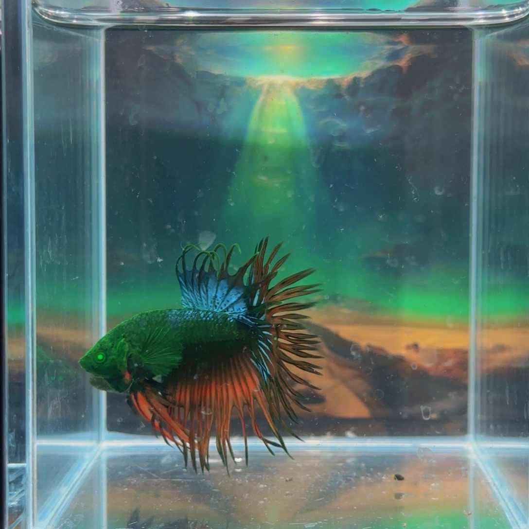 斗鱼我们也不会去了吧