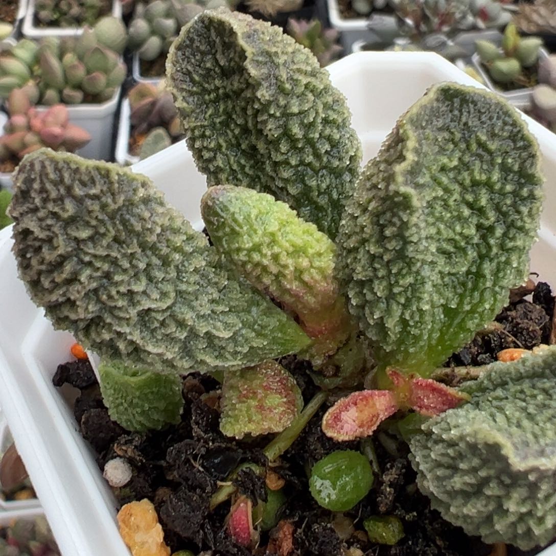 46实生新品爆炸刺