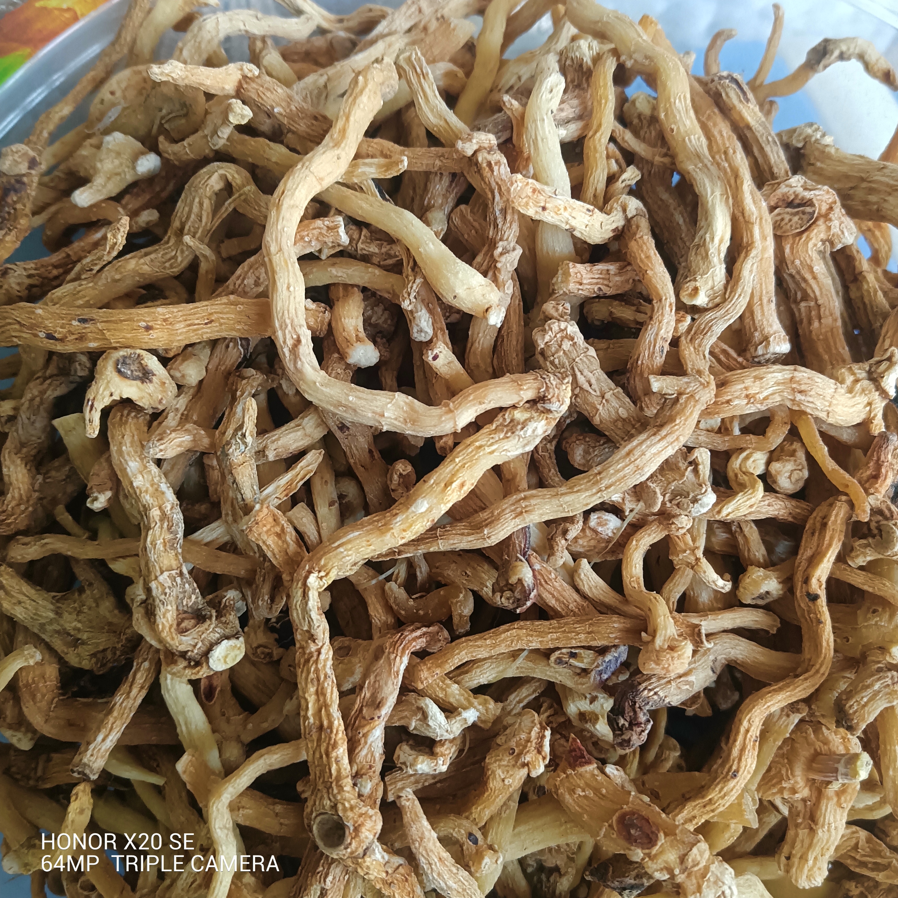 甘肃非种植玉竹250g～500g包邮