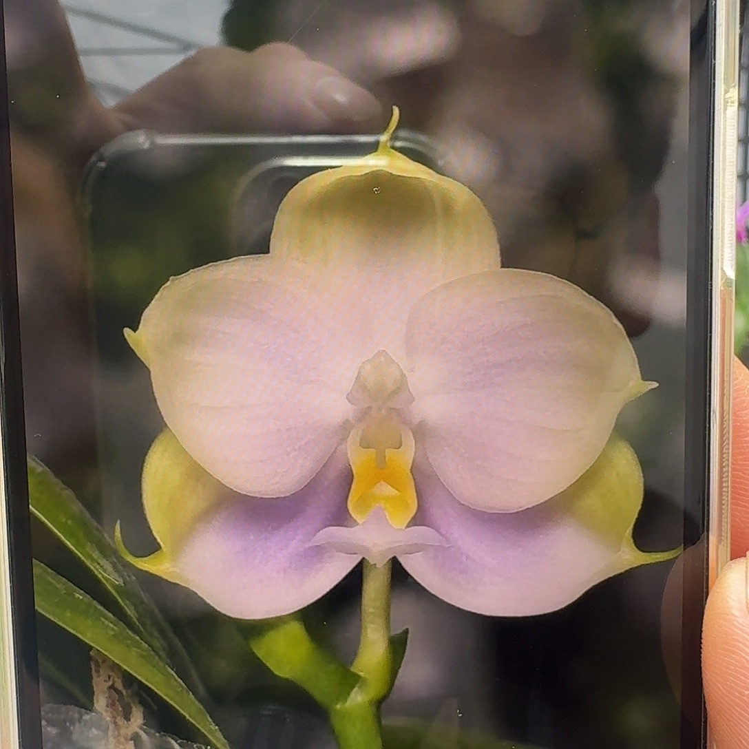 当前无花栽培后可以开花蓝鲸交彩虹