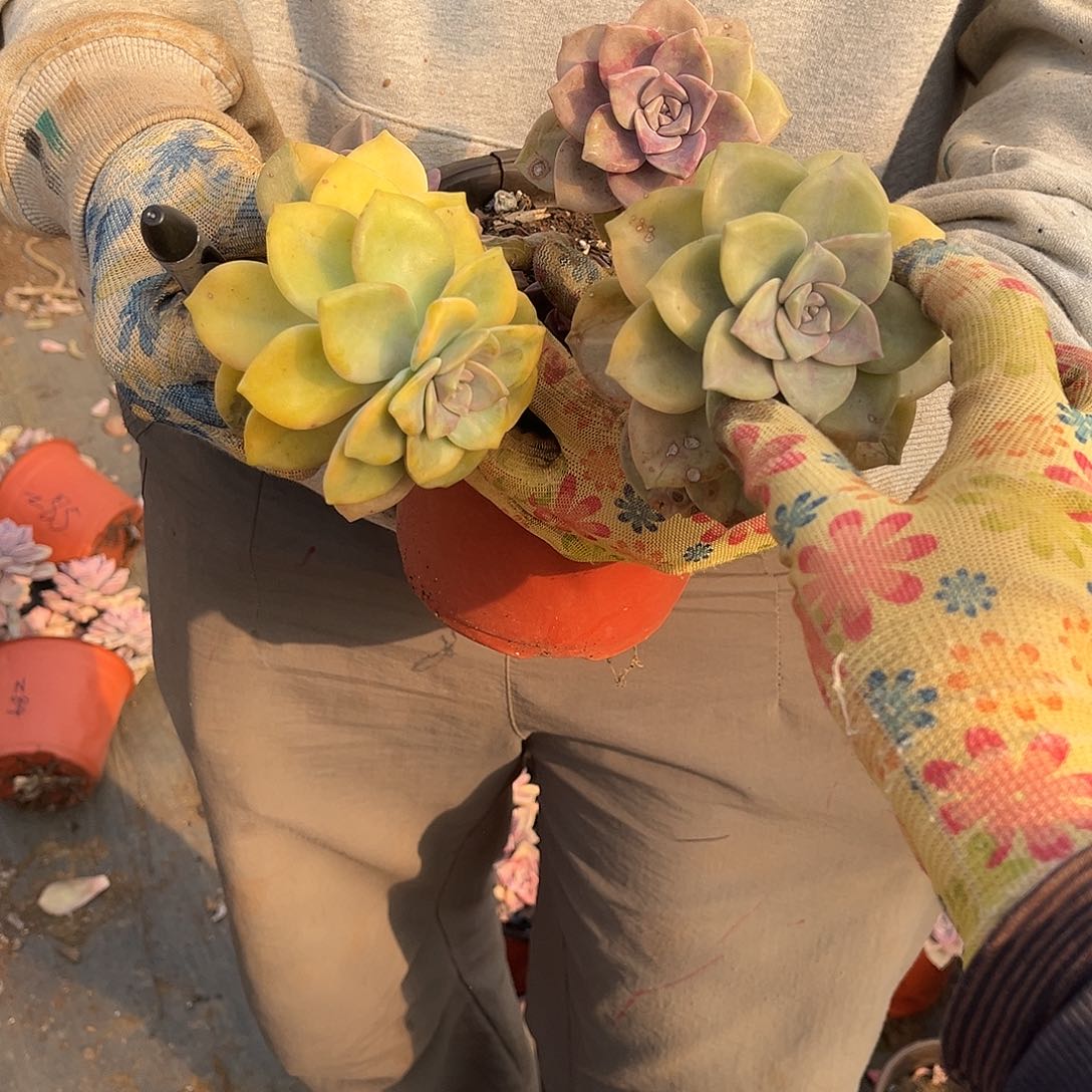两****儿多肉植物紫乐景Z86