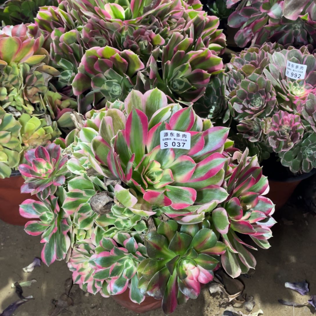 037初恋多肉法师断枝不包