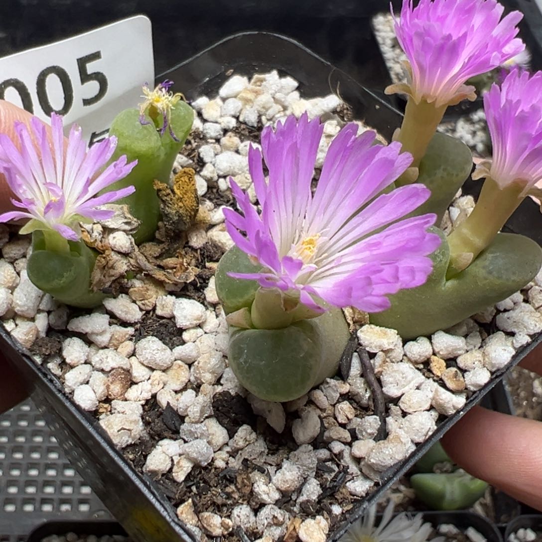 【闪购商品】005……