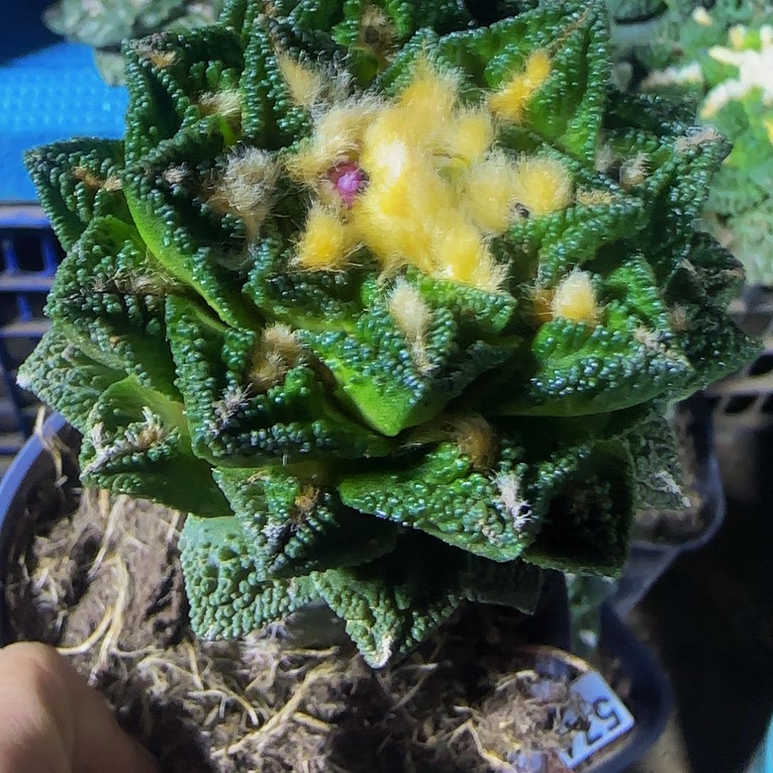 博士辛顿635仙人球开花