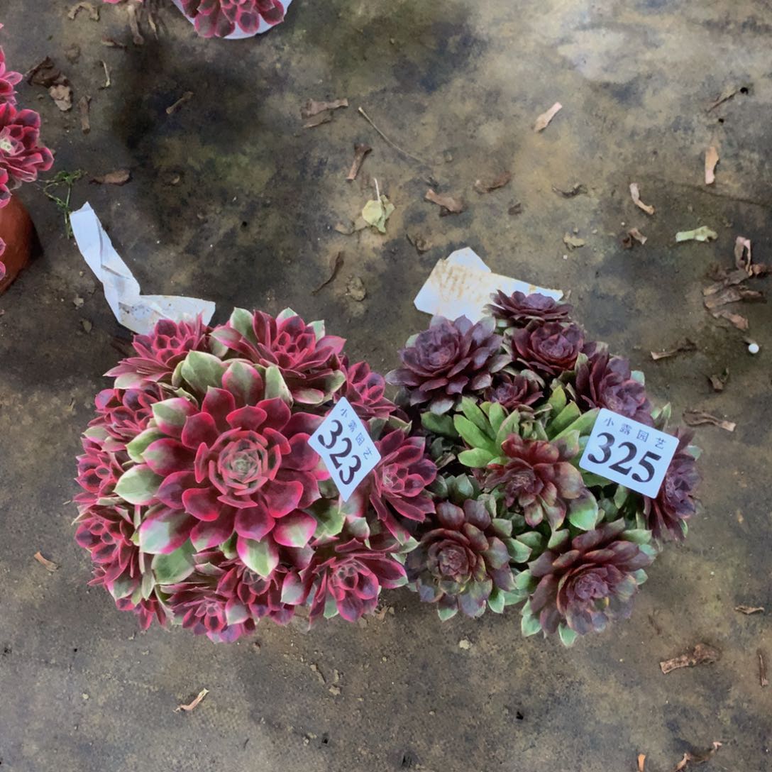 嘲*多肉植物325.323浣纱，红丝绒88888