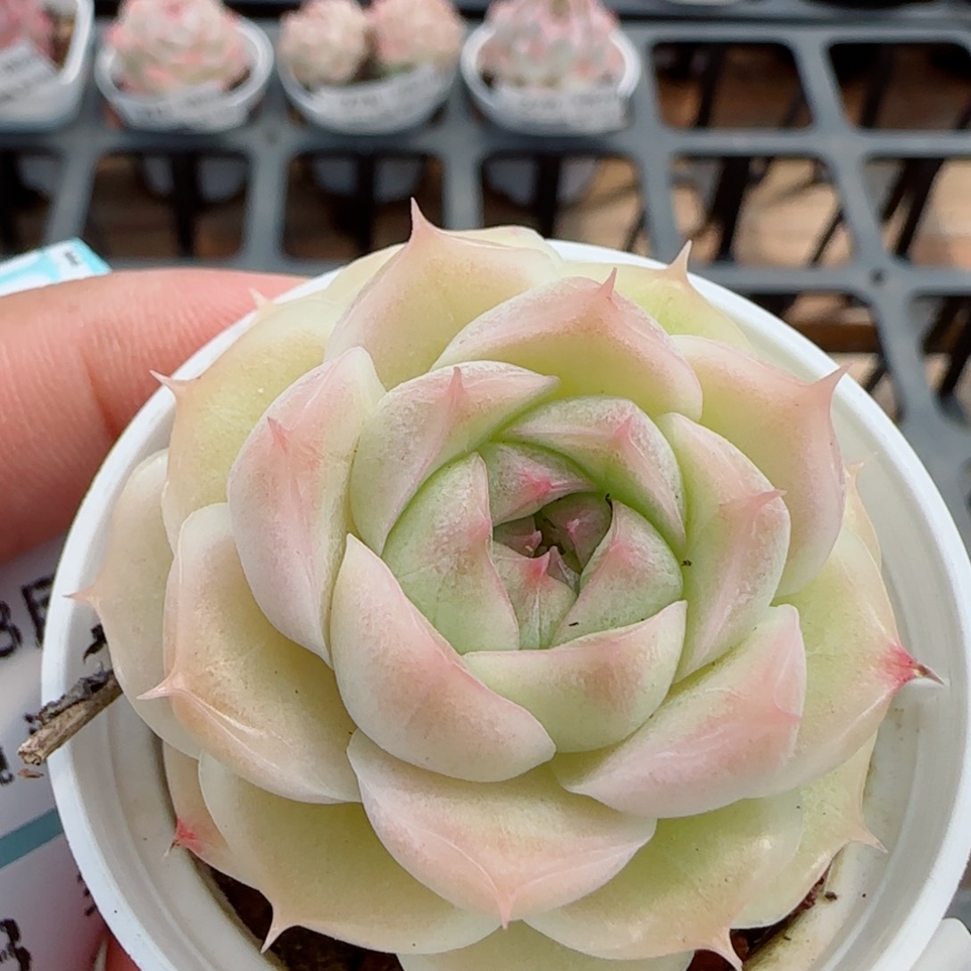 花语逸镜0326-280