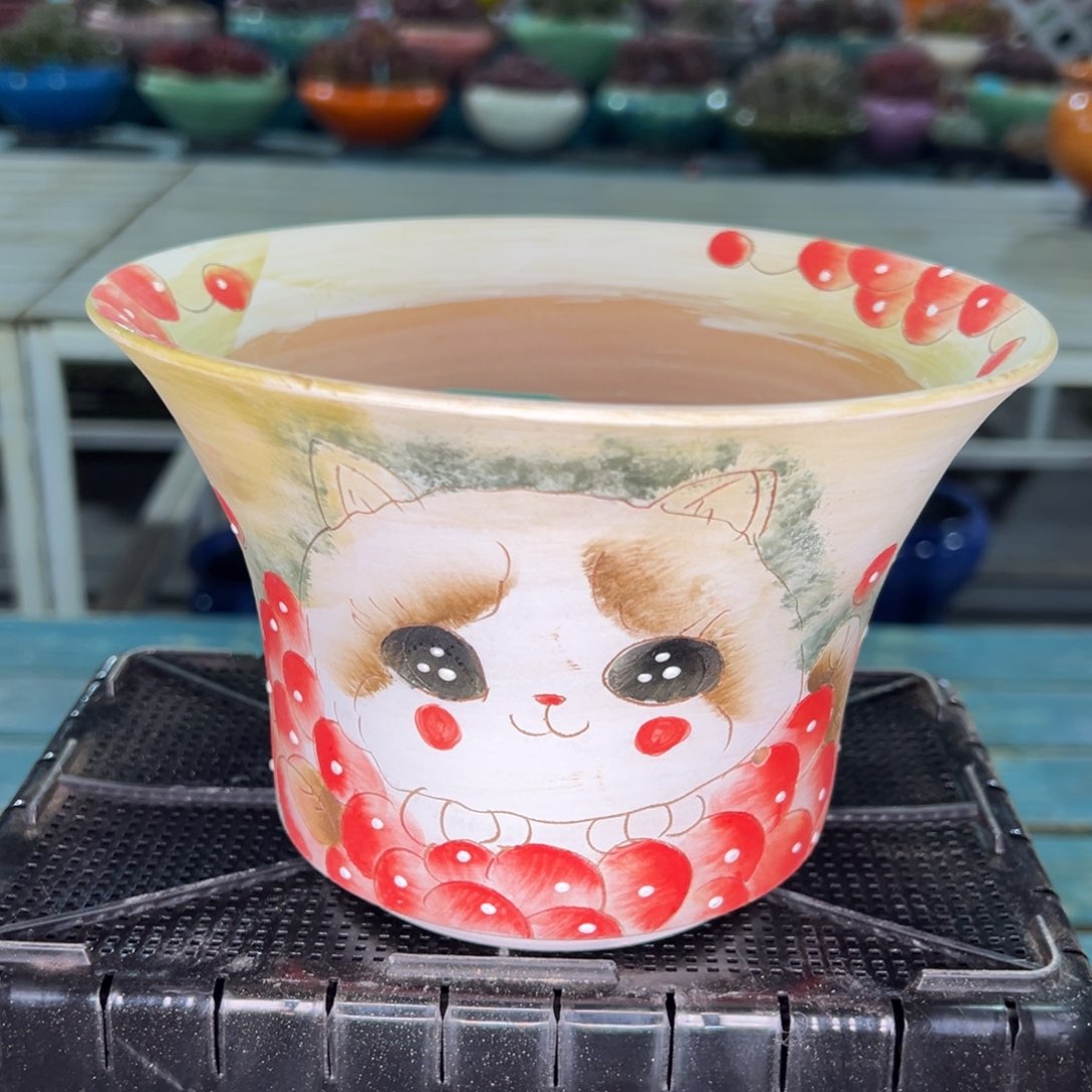 从前慢多肉精选编号0122.141