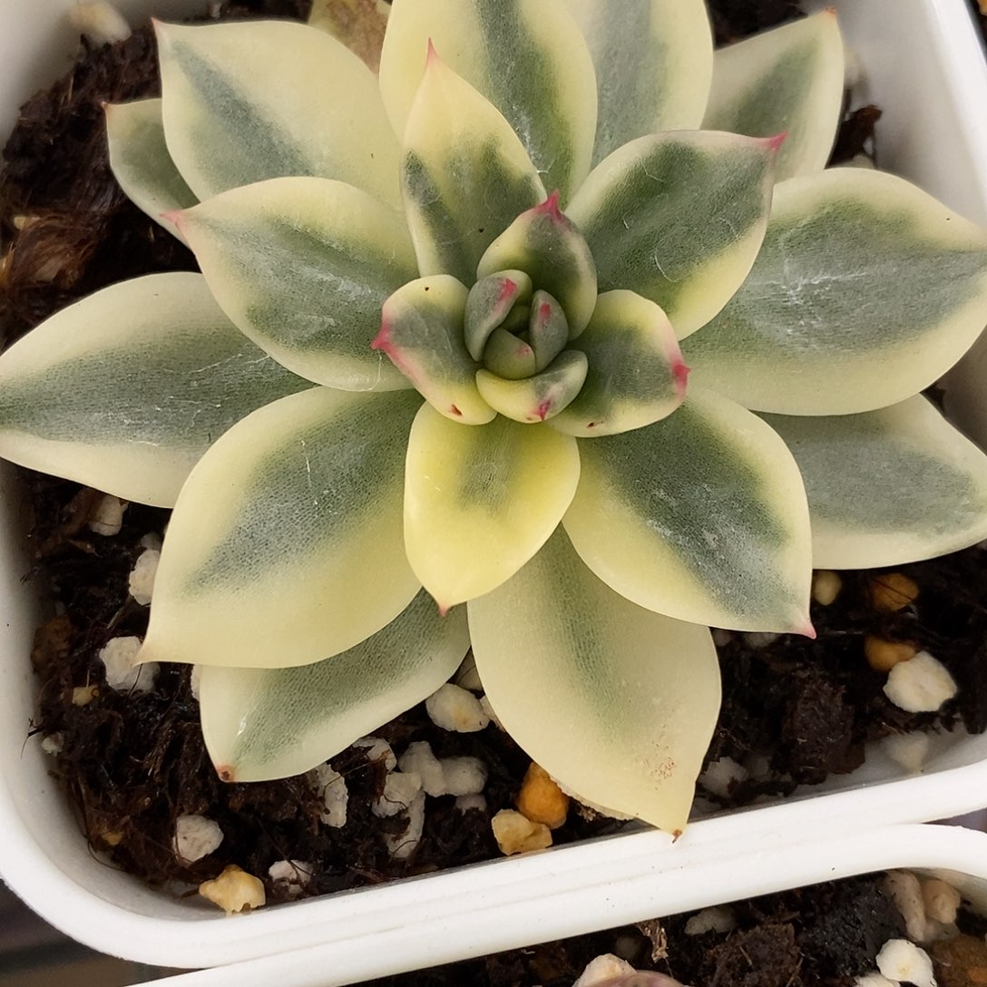 金山锦一物一拍，