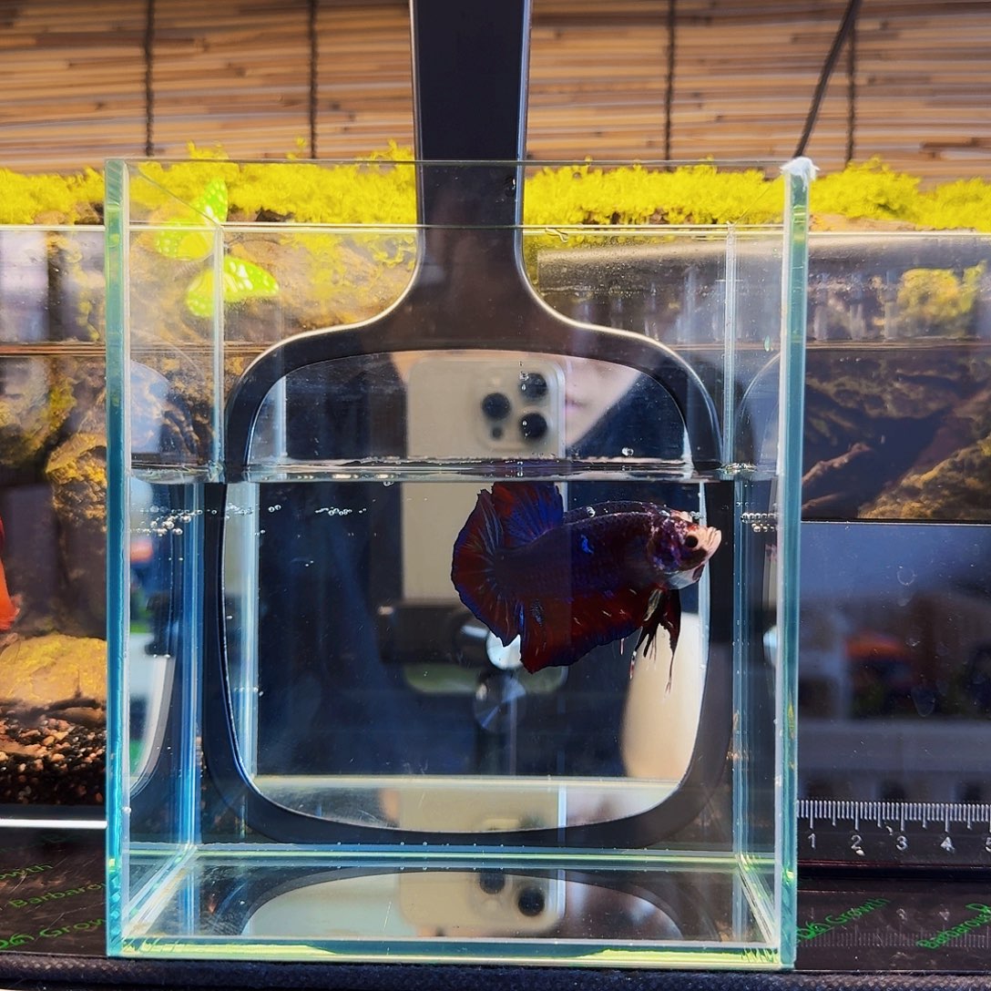 海水泰国斗鱼巨斗将军