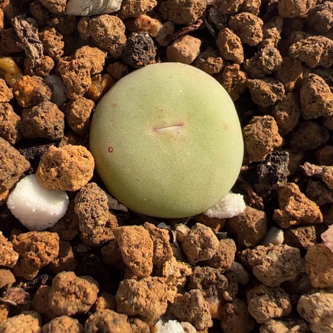 663多肉植物百科