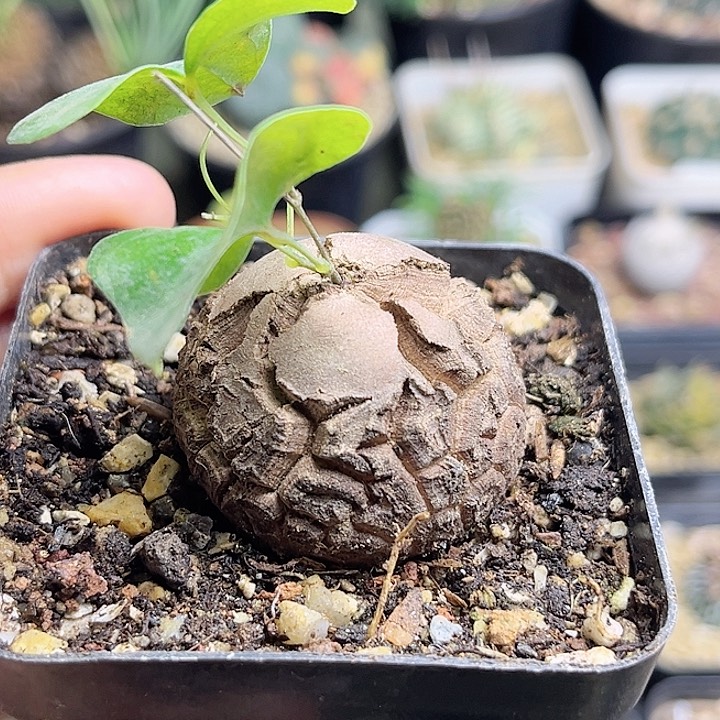 足球龟甲龙3.7公分