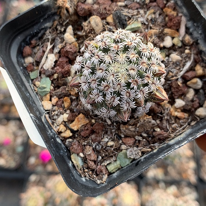 59实生克氏丸3厘米