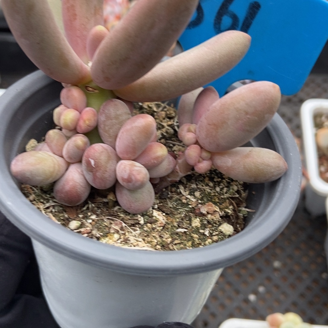 861糖果美人多肉植物