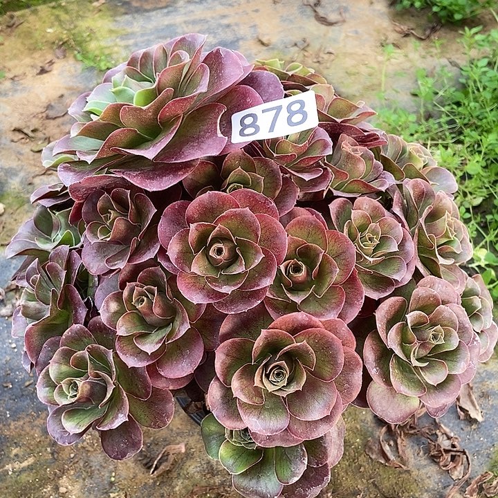 美金玫瑰878多肉不包断